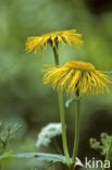 Alant (Inula)