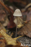 Alkalimycena (Mycena alcalina)