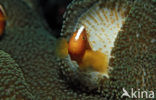 Anemoonvis (Amphiprion dandaracinos)