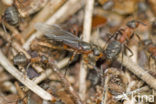 Behaarde rode bosmier (Formica rufa)