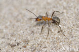 Behaarde rode bosmier (Formica rufa)