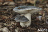 Berijpte russula (Russula parazurea)