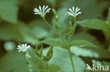 Bosmuur (Stellaria nemorum)