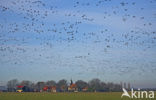 Brandgans (Branta leucopsis)