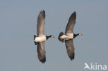 Brandgans (Branta leucopsis)