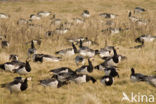 Brandgans (Branta leucopsis)