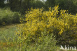 Brem (Cytisus scoparius)