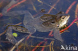 Bruine kikker (Rana temporaria)