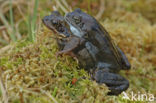 Bruine kikker (Rana temporaria)