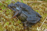 Bruine kikker (Rana temporaria)