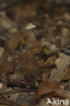 Draadsteelmycena (Mycena filopes)