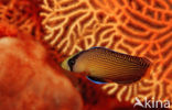 Dwergzeebaars (Pseudochromis splendens)