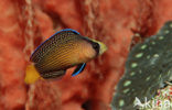 Dwergzeebaars (Pseudochromis splendens)