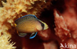 Dwergzeebaars (Pseudochromis splendens)