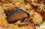 Dwergzeebaars (Pseudochromis splendens)