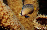 Dwergzeebaars (Pseudochromis splendens)