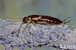 Europese oorworm (Forficula auricularia)