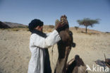 Gewone kameel (Camelus ferus) 