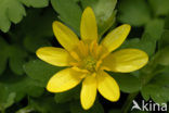 Gewoon speenkruid (Ranunculus ficaria subsp. bulbilifer)