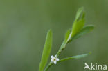 Gewoon varkensgras (Polygonum aviculare)