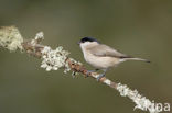 Glanskop (Parus palustris)