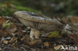 Grofplaatrussula (Russula nigricans)