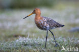 Grutto (Limosa limosa) 