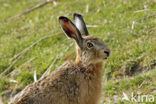 Haas (Lepus europaeus)