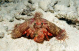 Parasit anemone hermit crab (Dardanus pedunculatus)