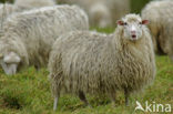 Hoogveenschaap (Ovis domesticus)