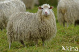 Hoogveenschaap (Ovis domesticus)