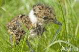 Kievit (Vanellus vanellus)