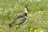 Kievit (Vanellus vanellus)