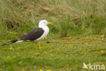 Kleine Mantelmeeuw (Larus fuscus)