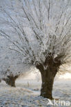 Knotwilg (Salix alba)