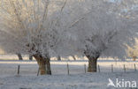 Knotwilg (Salix alba)