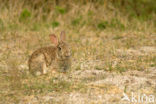 Konijn (Oryctolagus cuniculus) 