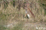 Konijn (Oryctolagus cuniculus) 