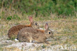 Konijn (Oryctolagus cuniculus) 