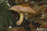 Plums and custard (Tricholomopsis rutilans)