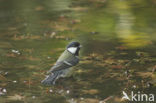 Koolmees (Parus major)