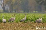 Kraanvogel (Grus grus)