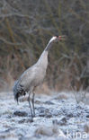 Kraanvogel (Grus grus)