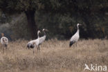 Kraanvogel (Grus grus)