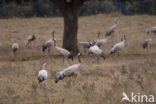 Kraanvogel (Grus grus)