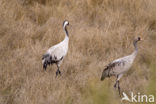 Kraanvogel (Grus grus)