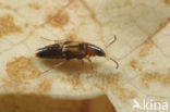 Lordithon trinotatus