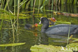 Meerkoet (Fulica atra)