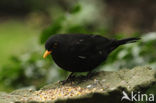 Merel (Turdus merula)