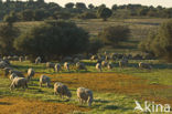 Merino schaap (Ovis domesticus)